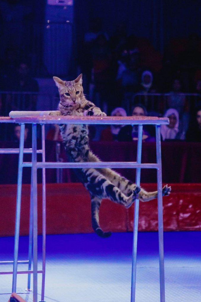 Котики