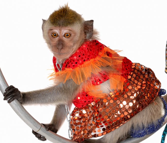 Новогодние проделки обезьянки Матильды